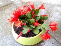 假昙花什么时候开花