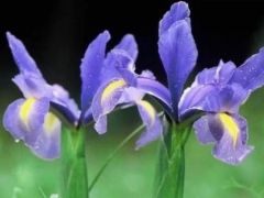 鸢尾花适合盆栽吗