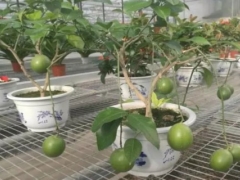 盆栽柠檬用什么土