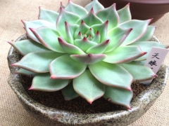 种植多肉植物用什么土最好