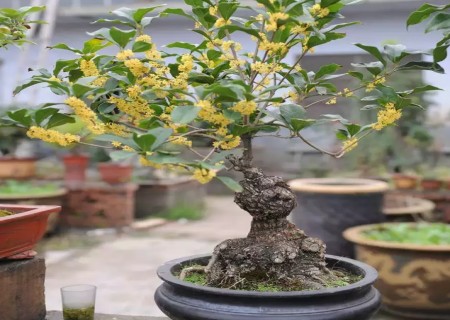 盆栽桂花用什么土