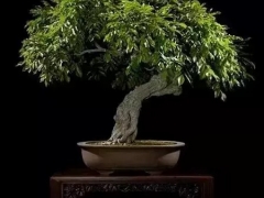 盆栽——点缀在雅室的静态艺术
