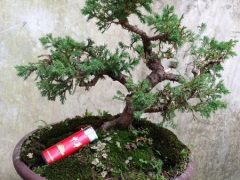 盆景的命名方式