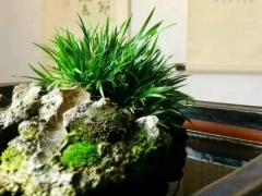 菖蒲盆景的润目护眼作用