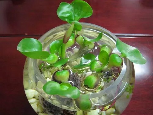越脏的水越能养出漂亮的水葫芦盆栽4