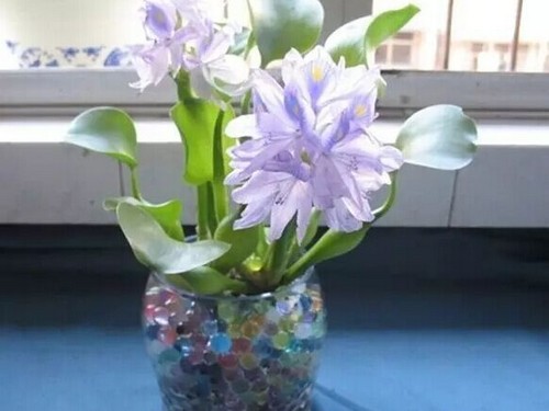 越脏的水越能养出漂亮的水葫芦盆栽2