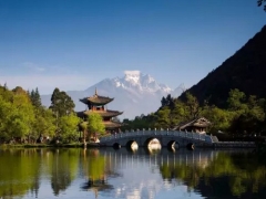 丽江棕榈盆景