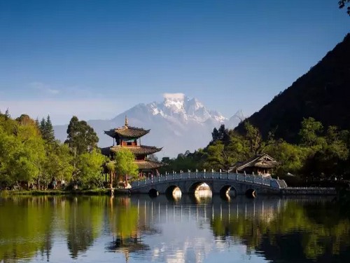 丽江棕榈盆景1