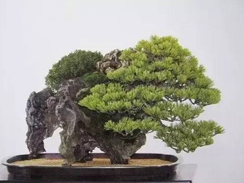 盆景是一种最奢侈的艺术品