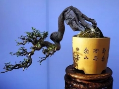 盆景艺术精品，重在提高盆景文化层次