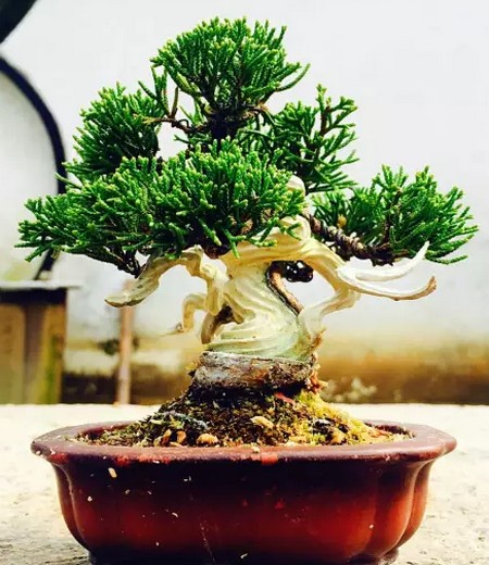 如何将盆景打造成有生命的艺术品