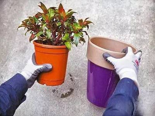 盆栽植物换盆时间及方法