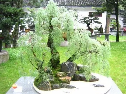 优秀盆景作品应具备的条件