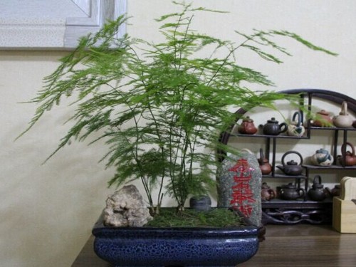 传统盆栽观赏竹文化