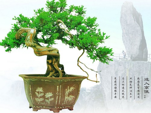 盆景的表现形式
