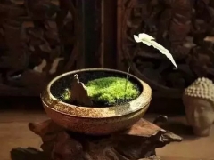 盆景是一种高等艺术