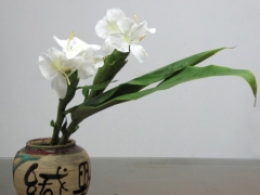 姜花有毒吗？