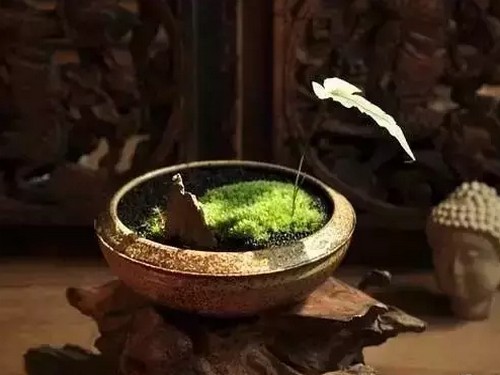 盆景是一种高等艺术