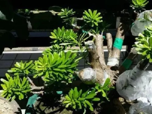 盆景嫁接