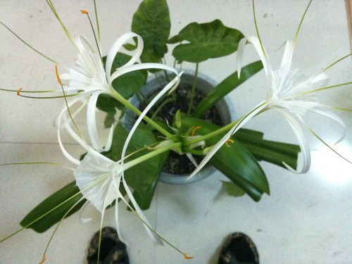 水鬼蕉(蜘蛛兰)盆栽图片