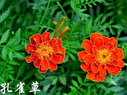 孔雀草