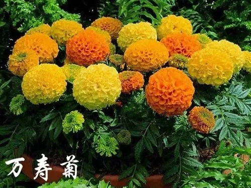 万寿菊