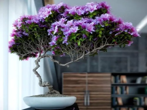 室内盆景植物图片1