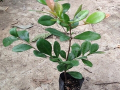 龙牙花有毒吗？毒性如何？