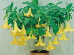 黄花夹竹桃有毒吗