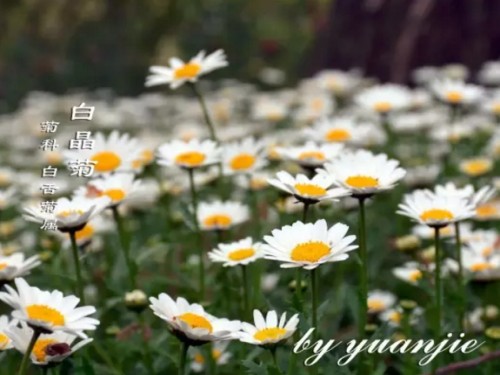 白晶菊图片