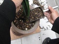 盆景翻盆方法