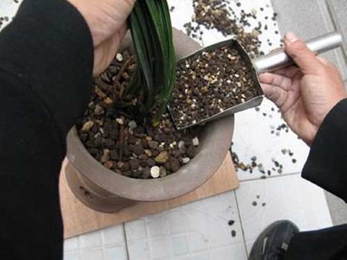 盆景翻盆方法