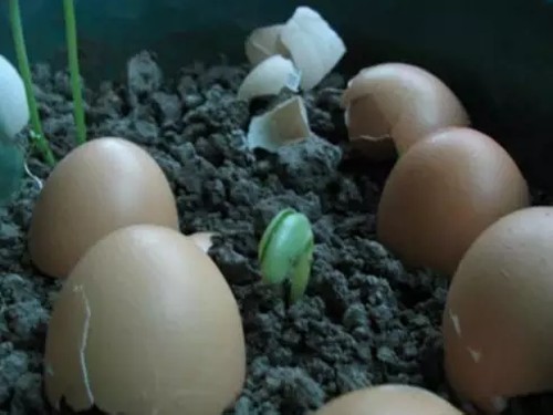 家庭养花自制肥料的方法