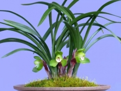 兰花怎样上盆