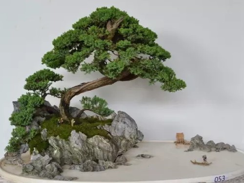 盆景