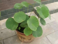 盆栽荷花用土要求