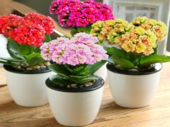 四季都会开花的盆栽花卉