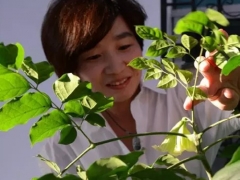 平安树会开花吗