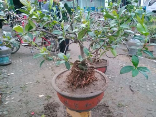 盆栽桂花树用什么土