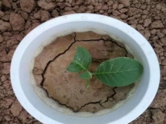 花盆土壤板结怎么办