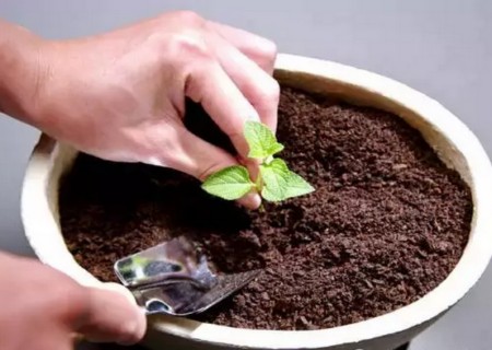 花盆土壤板结怎么办2