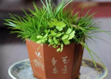 紫砂盆