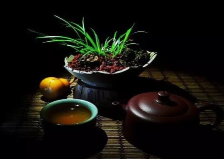 种菖蒲用什么土栽3