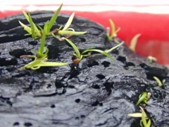 种菖蒲用什么土栽——菖蒲养殖土分析