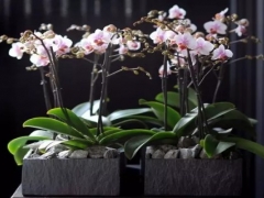 蝴蝶兰用什么土栽培
