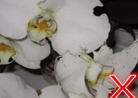 蝴蝶兰盆栽采购技巧2