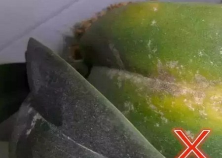 蝴蝶兰盆栽采购技巧4