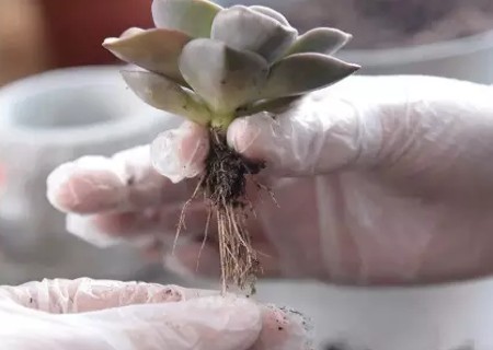 多肉植物如何移盆及其注意事项3