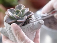 多肉植物如何移盆及其注意事项