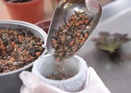 多肉植物如何移盆及其注意事项4